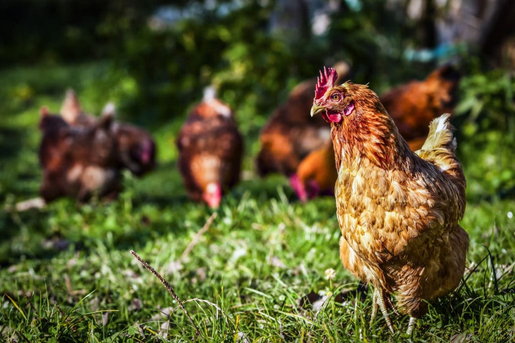 15939137 - flock of chickens grazing on the grass