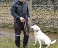 Bild zur Meldung Hundetraining für Casper
