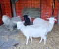 Bild zur Meldung Notfall - Das Tierheim nimmt Ziegen und Chinchillas auf