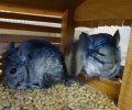 Bild zur Meldung Notfall - Das Tierheim nimmt Ziegen und Chinchillas auf