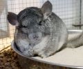 Bild zur Meldung Notfall - Das Tierheim nimmt Ziegen und Chinchillas auf