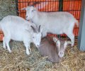 Bild zur Meldung Notfall - Das Tierheim nimmt Ziegen und Chinchillas auf