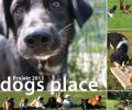 Bild zur Meldung dogsplace-Finanzierung steht
