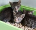 Bild zur Meldung Vier Kitten in schlimmem Zustand