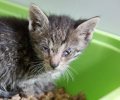 Bild zur Meldung Vier Kitten in schlimmem Zustand