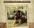 Bild zur Meldung Tierheim Kalender 2018