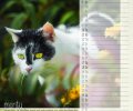 Bild zur Meldung Tierheim Kalender 2018