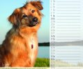 Bild zur Meldung Tierheim Kalender 2018