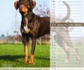 Bild zur Meldung Tierheim Kalender 2018