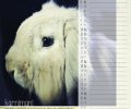 Bild zur Meldung Tierheim Kalender 2018