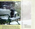 Bild zur Meldung Tierheim Kalender 2018