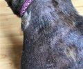 Bild zur Meldung Trudy hat nicht so schönes Fell