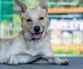 Bild zur Meldung Hundetraining für Pico