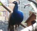 Bild zur Meldung Ein Pfau beehrt das Tierheim