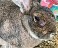 Bild zur Meldung Kaninchen Terence muss zum Augenarzt