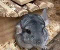 Bild zur Meldung Chinchillas ziehen ein