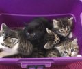 Bild zur Meldung Immer mehr Katzenkinder kommen zu uns