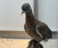 Bild zur Meldung Noch ein Taubenkind!