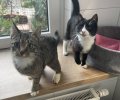 Bild zur Meldung Pettersson und Findus haben sich im Tierheim gefunden