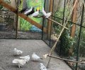 Bild zur Meldung Eine ganze Vogelscharr landet im Tierheim