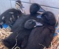 Bild zur Meldung Entenküken im Tierheim