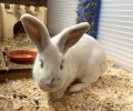 Bild zur Meldung Ein Update zu Kaninchen Mei