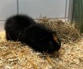 Bild zur Meldung Blacky war beim Tierarzt