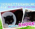 Bild zur Meldung Tierretterwochen - Heute: Katze Knorki