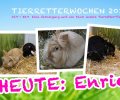 Bild zur Meldung Tierretterwochen - Heute: Enrico