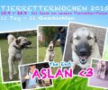 Bild zur Meldung Tierretterwochen - Heute: Aslan