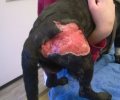 Bild zur Meldung Pelle's Wunde sieht super aus!