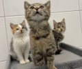 Bild zur Meldung Unsere Katzenkinder suchen dich!