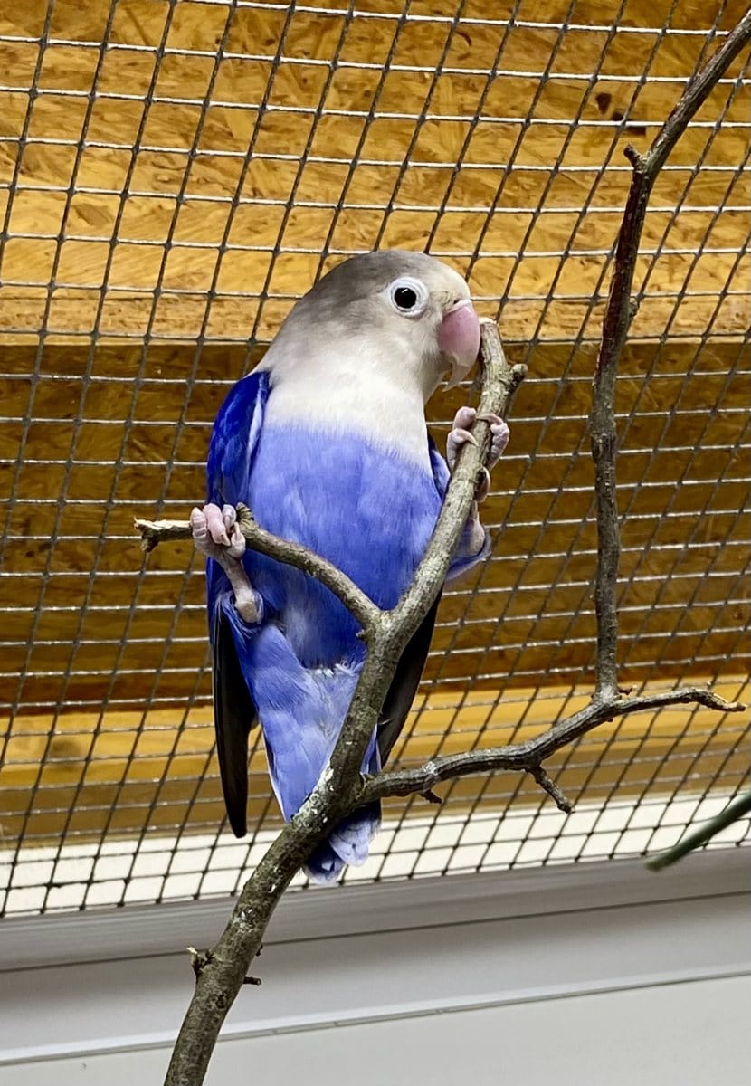 Foto: Leo - andere Tiere > Vögel