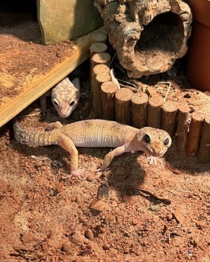 Foto: Smaug - andere Tiere > Reptilien