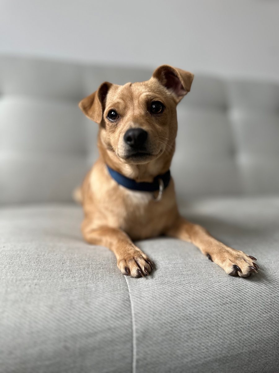 T15426 Foto: Henning - Hunde > Hunde