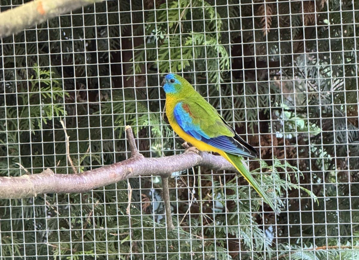 Foto: Snickers - andere Tiere > Vögel