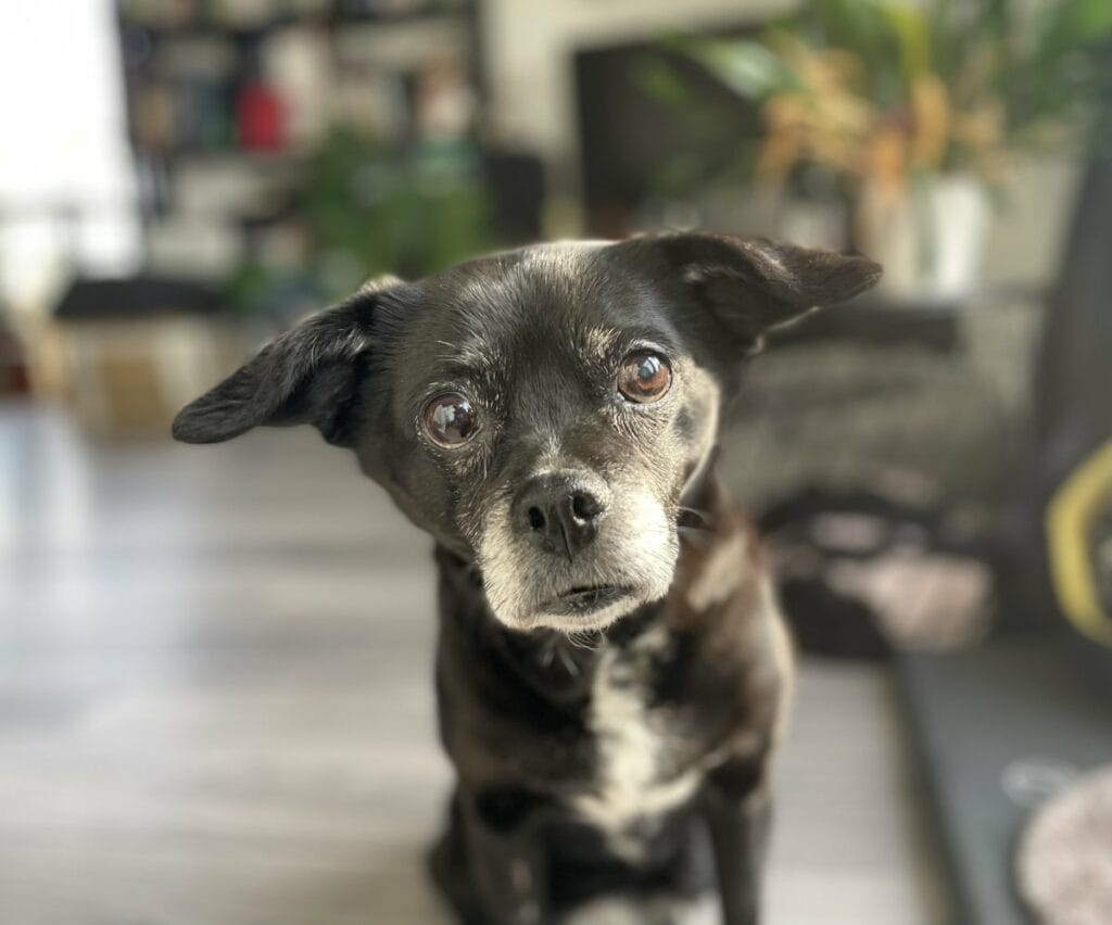 Foto: Lucy - Hunde > Hunde