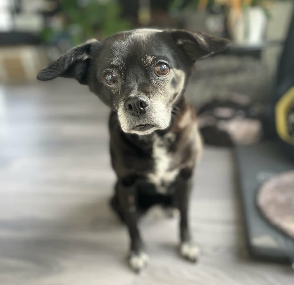 Foto: Lucy - Hunde > Hunde