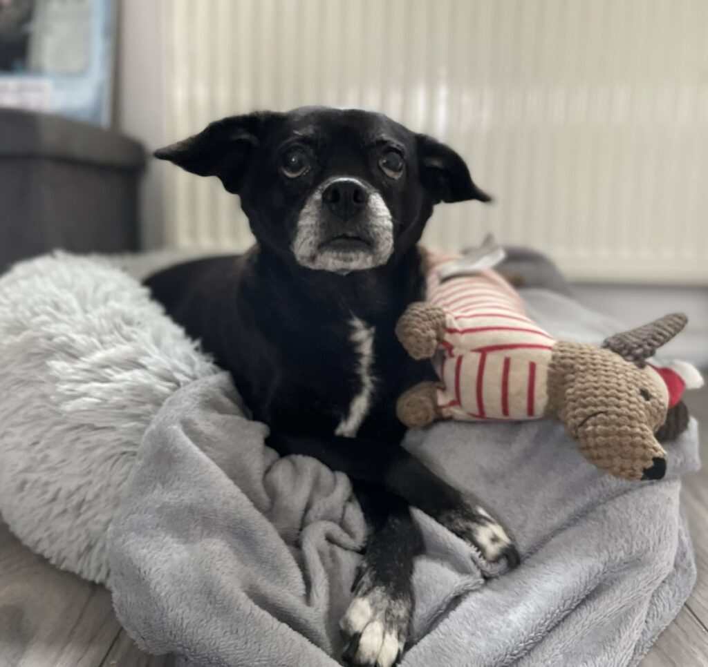 Foto: Lucy - Hunde > Hunde