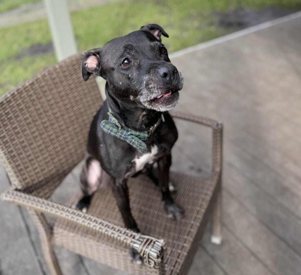 Foto: Pearl - Hunde > Hunde