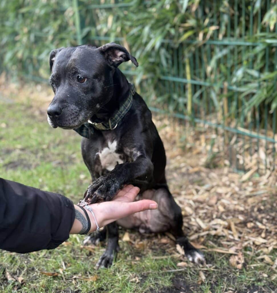 Foto: Pearl - Hunde > Hunde