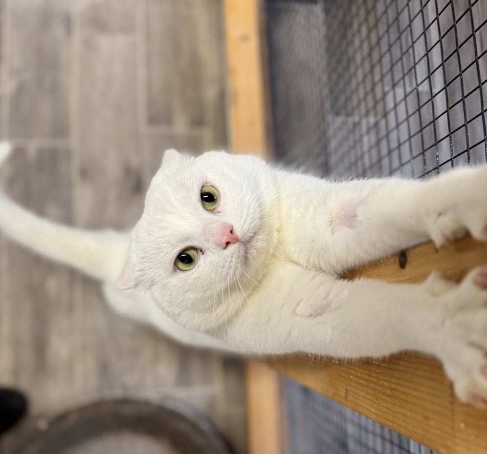 Foto: Levi - Katzen > Freigänger