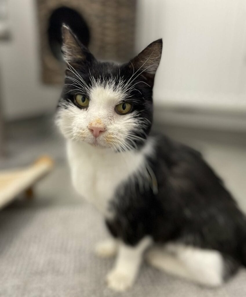 Foto: Jackie (FIV pos.) - Katzen > Wohnungskatzen