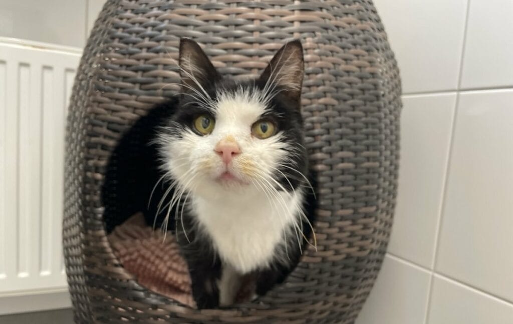 Foto: Jackie (FIV pos.) - Katzen > Wohnungskatzen