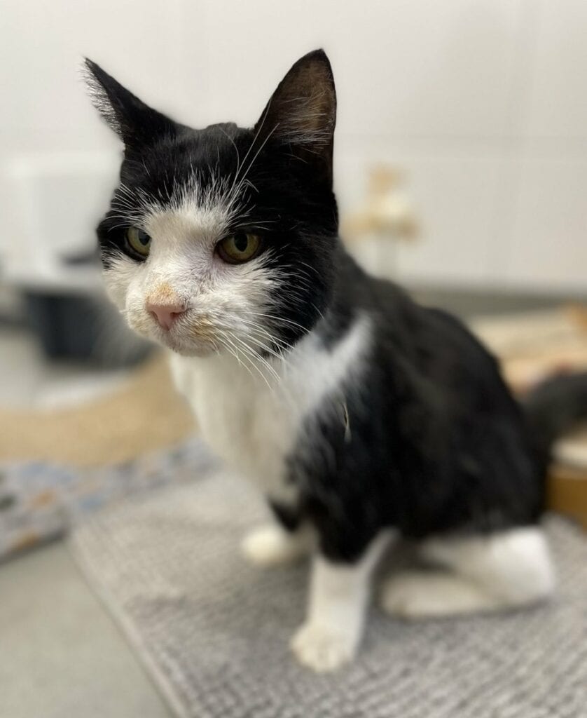 Foto: Jackie (FIV pos.) - Katzen > Wohnungskatzen