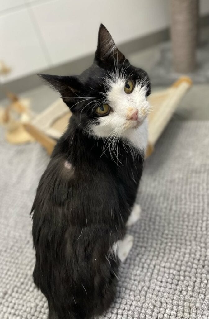 Foto: Jackie (FIV pos.) - Katzen > Wohnungskatzen