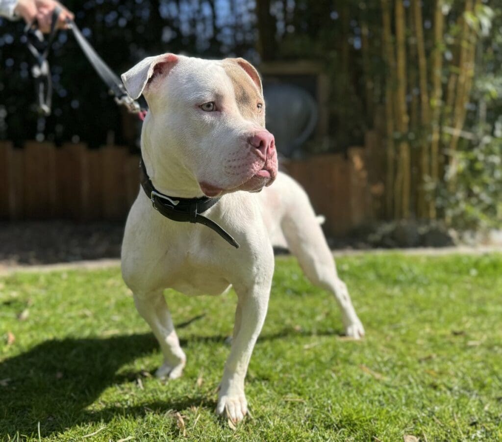 Foto: Ivy - Hunde > Hunde