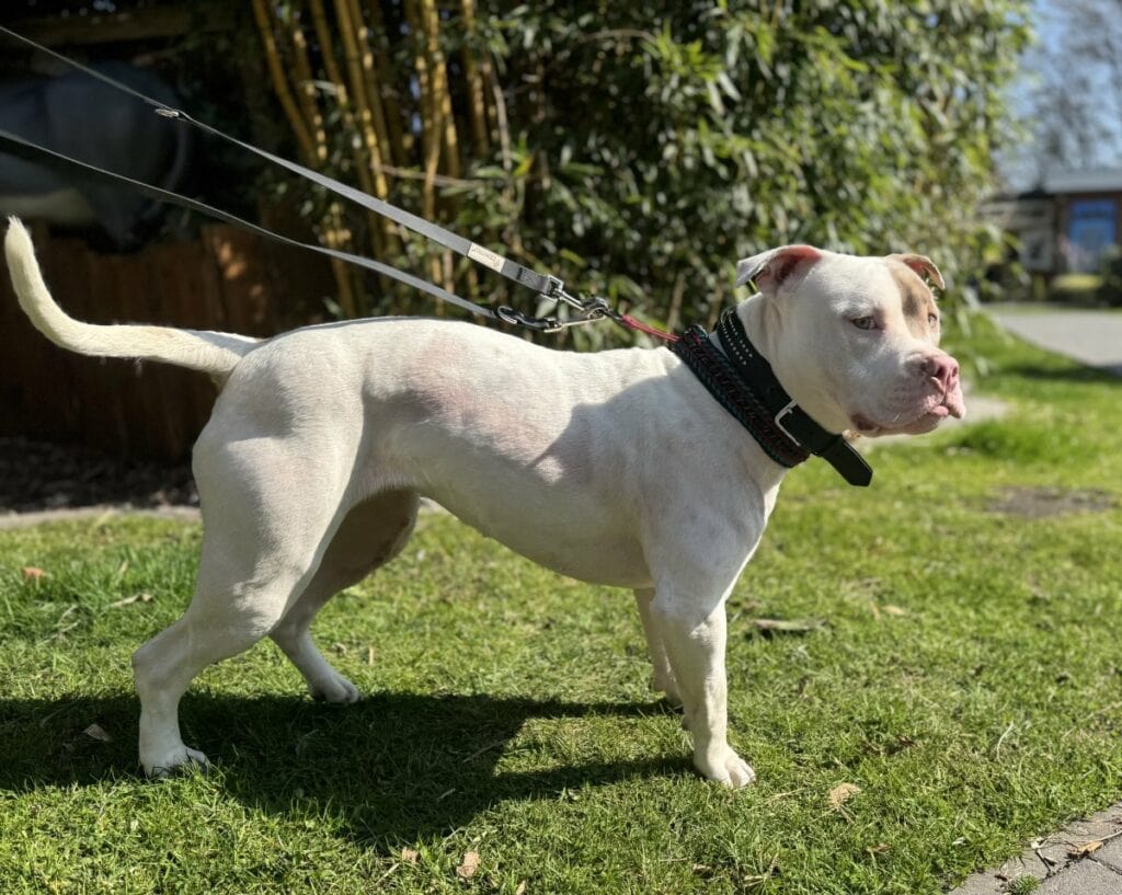 Foto: Ivy - Hunde > Hunde