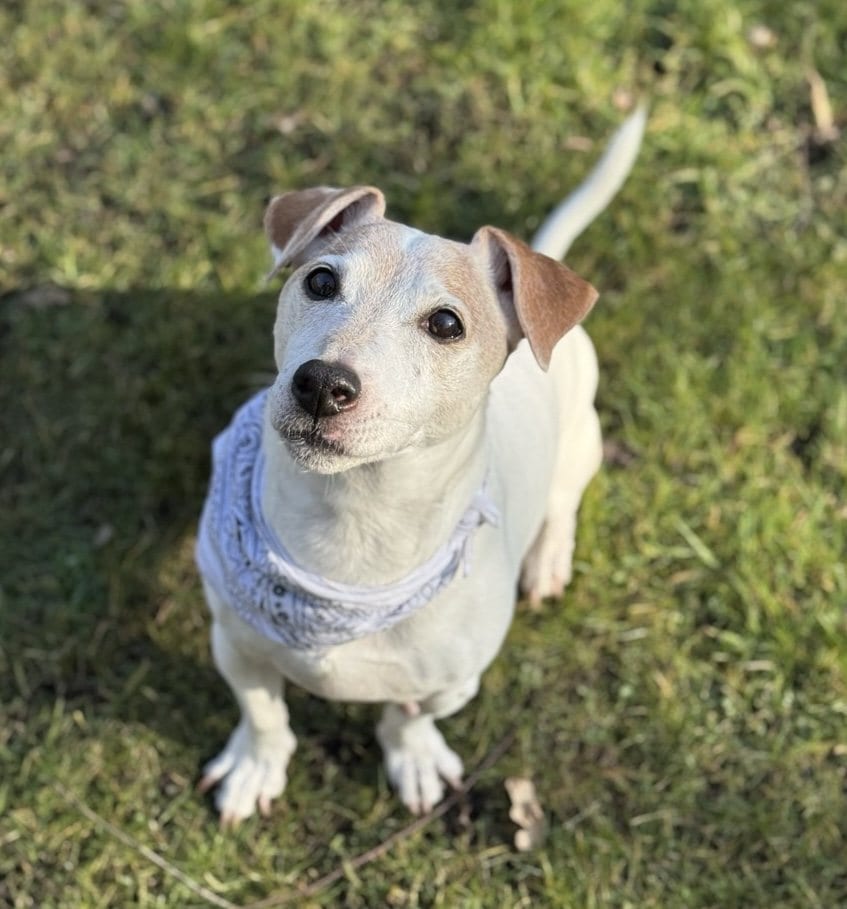 Foto: Tobi - Hunde > Hunde