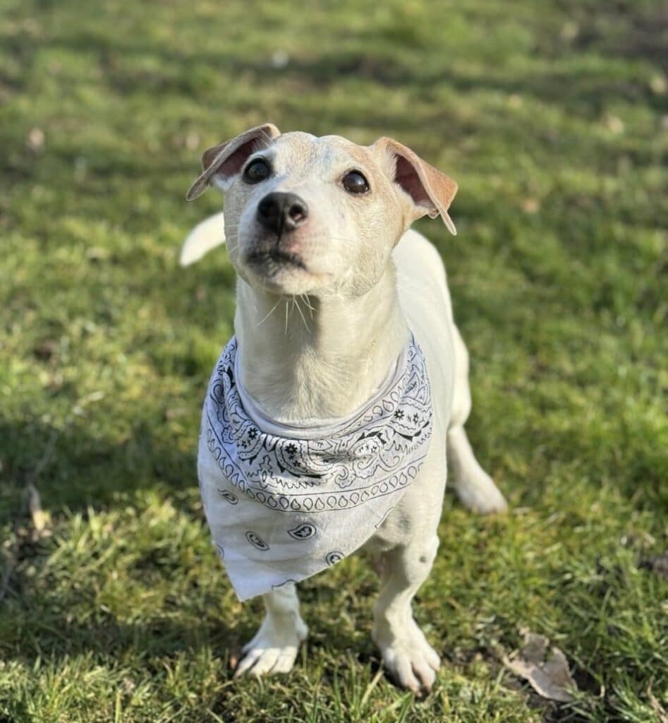 Foto: Tobi - Hunde > Hunde